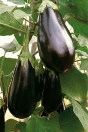 Насіння баклажанів Блек Перл F1 / Black Pearl F1,85-95 днів купити оптом і в роздріб в Україні за вигідною ціною