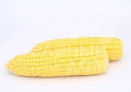 Семена кукурузы Баха F1 / Baha F1,70-74 дня купить оптом и в розницу в Украине по выгодной цене