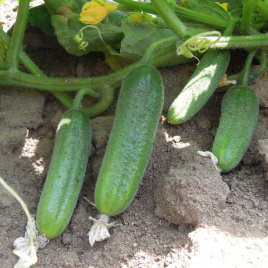 Насіння огірків Шарлота F1 / Sharlotte F1,35-40 днів купити оптом і в роздріб в Україні за вигідною ціною