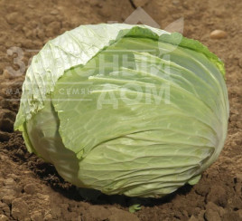 Насіння капусти білокачанної Світі F1 / Sviti F1, 80-90 днів  купити оптом і в роздріб в Україні за вигідною ціною