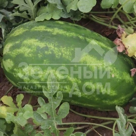 Семена арбуза Реджина F1 / Regina F1 купить оптом и в розницу в Украине по выгодной цене