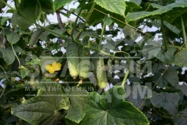 Семена огурцов Соната F1 / Sonate F1,40-42 дня купить оптом и в розницу в Украине по выгодной цене