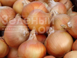 Цибуля ріпчаста Тандем / Tandem,130-135 днів купити оптом і в роздріб в Україні за вигідною ціною