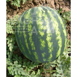 Насіння кавуна Фурія F1 / Furia F1 купити оптом і в роздріб в Україні за вигідною ціною