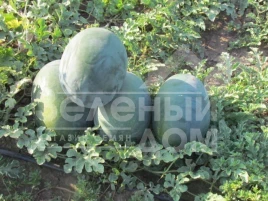 Семена арбуза ЛС 1802 F1 / LS 1802 F1 купить оптом и в розницу в Украине по выгодной цене