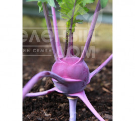 Насіння капусти кольрабі Бланкіт / Blankit,50-60 днів купити оптом і в роздріб в Україні за вигідною ціною