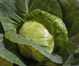 Насіння капусти білокачанної Білбо F1 / Bilbo F1,43-45 днів купити оптом і в роздріб в Україні за вигідною ціною