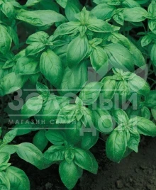 Семена базилика Дарк Грин / Dark Green купить оптом и в розницу в Украине по выгодной цене