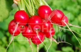 Семена редиса Марта / Marta купить оптом и в розницу в Украине по выгодной цене