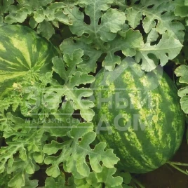 Семена арбуза КС 635 F1 / KS 635 F1, 65-70 дней купить оптом и в розницу в Украине по выгодной цене