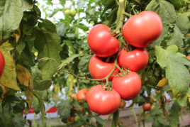 Насіння томатів Перугіно F1 / Perugino F1 купити оптом і в роздріб в Україні за вигідною ціною