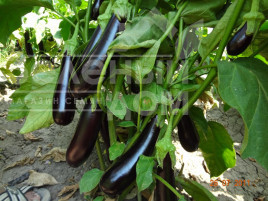 Насіння баклажанів Каранта F1 / Karanta F1,60-65 днів купити оптом і в роздріб в Україні за вигідною ціною