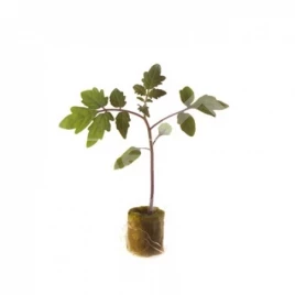 Семена подвоя Эмперадор F1 / Emperador F1 купить оптом и в розницу в Украине по выгодной цене