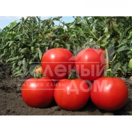 Семена томатов Марьянка F1 / Marienka F1,50-60 дней купить оптом и в розницу в Украине по выгодной цене