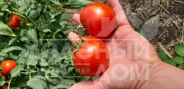 Семена томатов Хастлер F1 / Hastler F1, 65-75 дней купить оптом и в розницу в Украине по выгодной цене