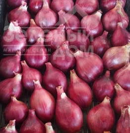 Лук репчатый Шелия / Sheliya  купить оптом и в розницу в Украине по выгодной цене