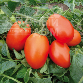 Насіння томатів Галілея F1 / Galilea F1,70-75 днів купити оптом і в роздріб в Україні за вигідною ціною