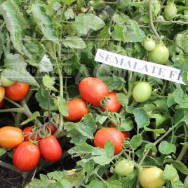 Насіння томатів Семалейт F1 / Semalate F1,80-90 днів купити оптом і в роздріб в Україні за вигідною ціною