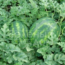 Семена арбуза Васко F1 / Vasko F1,62-65 дней купить оптом и в розницу в Украине по выгодной цене