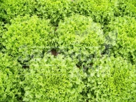 Семена салата Мирна / Myrna,60-65 дней купить оптом и в розницу в Украине по выгодной цене