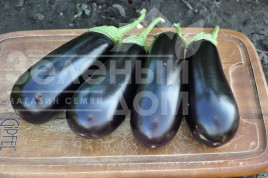 Насіння баклажанів Бріджіт F1 / Brigitte F1,95-100 днів купити оптом і в роздріб в Україні за вигідною ціною