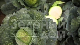 Семена капусты белокочанной Килатон F1 / Kilaton F1,130-135 дней купить оптом и в розницу в Украине по выгодной цене