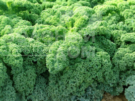 Насіння капусти листової Кадет / Kadet,120 днів купити оптом і в роздріб в Україні за вигідною ціною