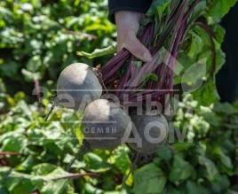 Семена свеклы Бикорес / Bikores,120-125 дней купить оптом и в розницу в Украине по выгодной цене