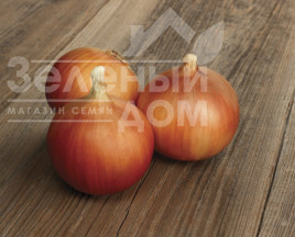 Цибуля ріпчаста Аруба F1 / Aruba F1,100-110 днів купити оптом і в роздріб в Україні за вигідною ціною