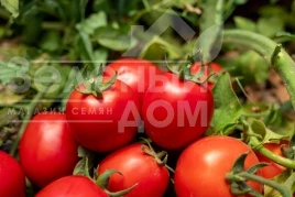 Семена томатов Джеральдина F1 / Dzheraldina F1, 60–65 дней купить оптом и в розницу в Украине по выгодной цене