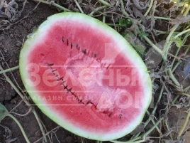 Семена арбуза Дата F1 / Data F1, 70-73 дня купить оптом и в розницу в Украине по выгодной цене