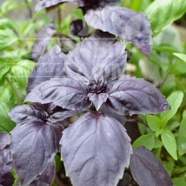 Семена базилика Ред Рубин / Red Rubin  купить оптом и в розницу в Украине по выгодной цене