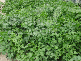 Насіння петрушки Гіганте Де Італія / Gigante D’Italia купити оптом і в роздріб в Україні за вигідною ціною