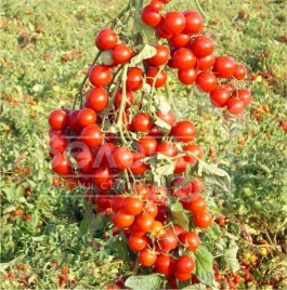 Семена томатов Стромболино F1 / Strombolino F1,105-110 дней купить оптом и в розницу в Украине по выгодной цене
