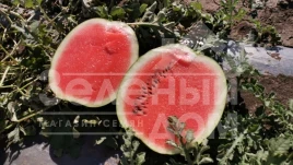 Семена арбуза Техас F1 (INX 1724) / Tehas F1 (INX 1724),62-65 дней купить оптом и в розницу в Украине по выгодной цене
