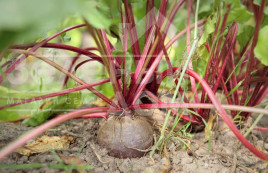 Насіння буряка Ред Шайн / Red Shine, 75-90 днів купити оптом і в роздріб в Україні за вигідною ціною