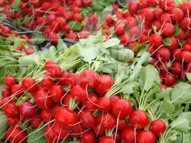 Насіння редису Ескала F1 / Eskala F1,20-25 днів купити оптом і в роздріб в Україні за вигідною ціною