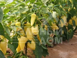 Семена сладкого перца Монанта / Monanta,95-100 дней купить оптом и в розницу в Украине по выгодной цене