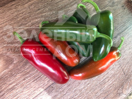 Насіння гіркого перцю Джин F1 / Dzhyn F1, 60 днів купити оптом і в роздріб в Україні за вигідною ціною