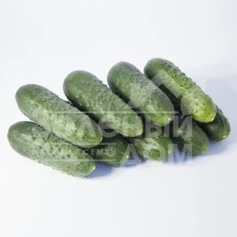 Семена огурцов Такери F1 (KS 70 F1)  / Takery F1 (KS 70 F1),38-42 дня купить оптом и в розницу в Украине по выгодной цене