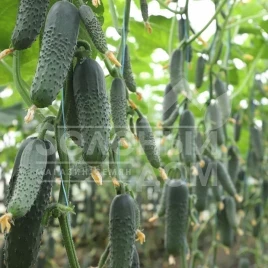 Семена огурцов Синклер F1 (КС 80 F1) / Sinkler F1 (KS 80 F1),45-50 дней купить оптом и в розницу в Украине по выгодной цене