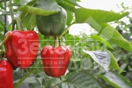 Семена сладкого перца Ред Вондер F1 / Red Wonder F1,60-70 дней купить оптом и в розницу в Украине по выгодной цене