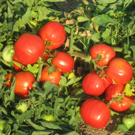 Насіння томатів Бравадо F1 / Bravado F1,95-100 днів купити оптом і в роздріб в Україні за вигідною ціною