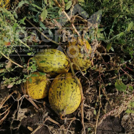Насіння дині Кіркаач 637 / Kirkaach 637 купити оптом і в роздріб в Україні за вигідною ціною