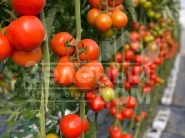Семена томатов Буллз F1 / Bullz F1 купить оптом и в розницу в Украине по выгодной цене
