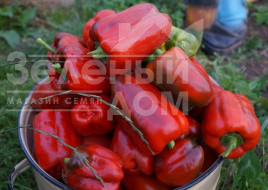 Насіння солодкого перцю Каліфорнійське диво / Californian chudo,125-130 днів купити оптом і в роздріб в Україні за вигідною ціною