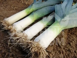 Лук порей Элефант / Elefant,140-150 дней купить оптом и в розницу в Украине по выгодной цене