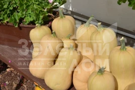 Семена тыквы Лисция / Lisciy,70-80 дней купить оптом и в розницу в Украине по выгодной цене