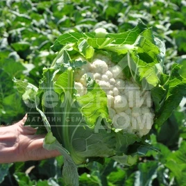 Семена капусты цветной Феррара F1 / Ferrara F1,65-70 дней купить оптом и в розницу в Украине по выгодной цене