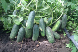 Насіння огірків Надєжда F1 / Nadeshda F1,38-40 днів купити оптом і в роздріб в Україні за вигідною ціною